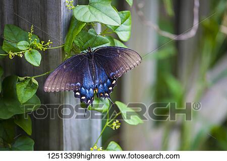 Stock Photograph - Blue butterfly resting on a vine growing along a fence post; Waco, Texas, United States of America. Fotosearch
