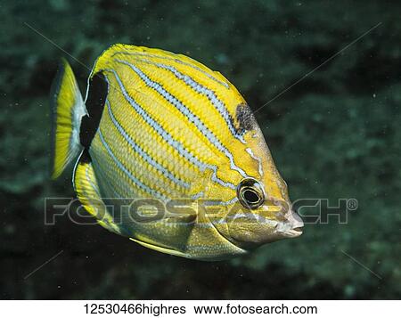 Bluestripe Butterflyfish (Chaetodon fremblii) off Kauai, Hawaii during the spring. This fish species is endemic to the Hawaiian Islands; Kauai, Hawaii, United States of America View Large Photo Image Stock Photograph - Bluestripe Butterflyfish (Chaetodon fremblii) off Kauai, Hawaii during the spring. This fish species is endemic to the Hawaiian Islands; Kauai, Hawaii, United States of America. Fotosearch