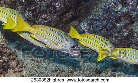 Stock Photograph - Bluestripe Snapper (Lutjanus kasmira) off Kauai, Hawaii, during the spring; Kauai, Hawaii, United States of America. Fotosearch