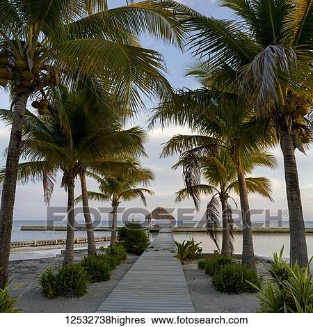 Stock Photograph - Boardwalk leading to dock lined with palm trees and a view out to the ocean; Belize. Fotosearch