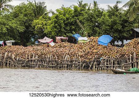Stock Photograph - Boat laden with coconuts in the Mekong River; Ben Tre, Vietnam. Fotosearch