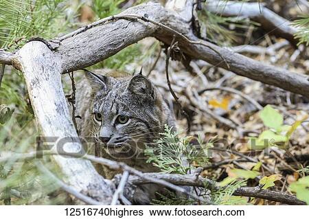 Stock Photograph - Bobcat (Lynx rufus) hunting in Yosemite National Park; California, United States of America. Fotosearch