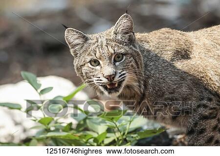 Stock Photograph - Bobcat (Lynx rufus) hunting in Yosemite National Park; California, United States of America. Fotosearch