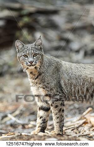 Stock Photograph - Bobcat (Lynx rufus) hunting in Yosemite National Park; California, United States of America. Fotosearch