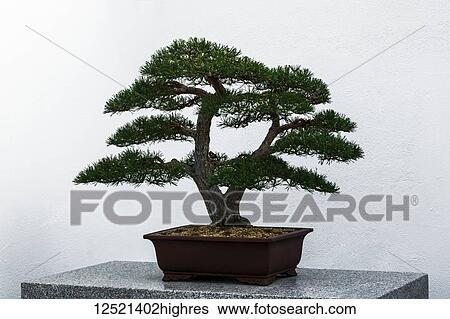 Stock Photograph - Bonsai tree, Japanese red pine, sitting on a granite surface, botanical gardens; Montreal, Quebec, Canada. Fotosearch