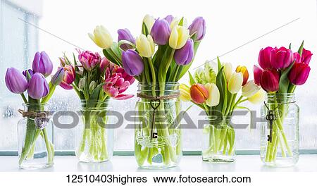 Bouquets of tulips in decorated glass jars in a row on a window sill; Surrey, British Columbia, Canada View Large Photo Image Stock Photograph - Bouquets of tulips in decorated glass jars in a row on a window sill; Surrey, British Columbia, Canada. Fotosearch
