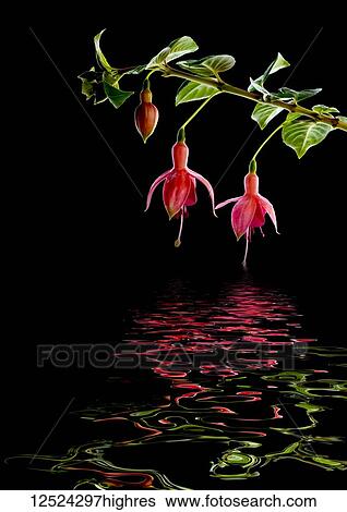 Stock Photograph - Branch of a fuchsia plant with two flowers appearing to hold hands reflected in water. Fotosearch