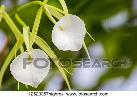 Brassavola 'Little Stars' orchid; Paia, Maui, Hawaii, United States of America View Large Photo Image Stock Photograph - Brassavola 'Little Stars' orchid; Paia, Maui, Hawaii, United States of America. Fotosearch