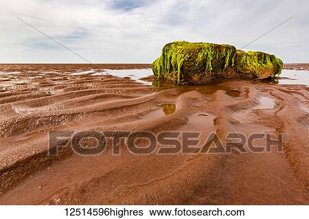 Bright green moss hanging from a large rock on the wet, red sand on shore; Prince Edward Island, Canada View Large Photo Image Stock Photograph - Bright green moss hanging from a large rock on the wet, red sand on shore; Prince Edward Island, Canada. Fotosearch
