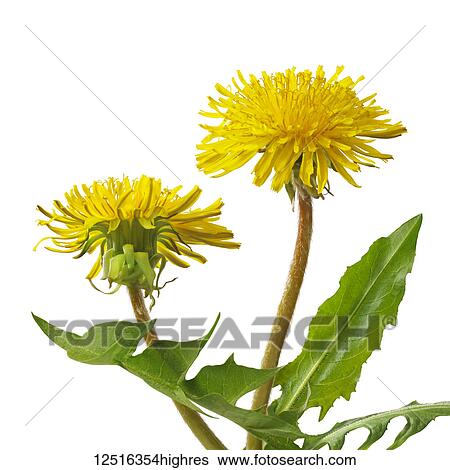Bright yellow dandelions with green leaves on a white background View Large Photo Image Stock Photograph - Bright yellow dandelions with green leaves on a white background. Fotosearch