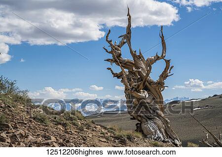 Stock Photograph - Bristlecone Pine, White Mountain; California, United States of America. Fotosearch