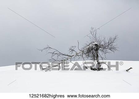 Broken dead tree in the snow; Waterloo, Quebec, Canada View Large Photo Image Stock Photograph - Broken dead tree in the snow; Waterloo, Quebec, Canada. Fotosearch