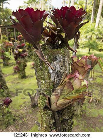Bromeliads growing in Balata Botanical Gardens; Fort-de-France, Martinique View Large Photo Image Stock Photograph - Bromeliads growing in Balata Botanical Gardens; Fort-de-France, Martinique. Fotosearch