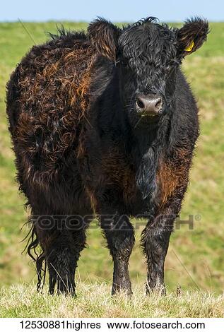Brown and black cow in a field; Northumberland, England View Large Photo Image Stock Photograph - Brown and black cow in a field; Northumberland, England. Fotosearch