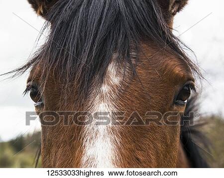 Stock Photograph - Brown and white horse with eyes close up; Northumberland, England. Fotosearch
