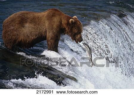 Brown Bear And Salmon Brooks Falls Katmai Natl Park Sw Ak Summer Scenic View Large Photo Image Stock Image - Brown Bear And Salmon Brooks Falls Katmai Natl Park Sw Ak Summer Scenic. Fotosearch