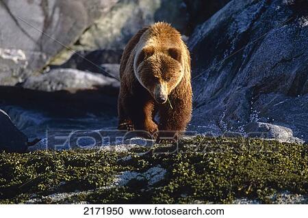 Brown Bear @ Blue Mouse Cove Glacier Bay Np Se Alaska Summer Scenic View Large Photo Image Stock Image - Brown Bear @ Blue Mouse Cove Glacier Bay Np Se Alaska Summer Scenic. Fotosearch