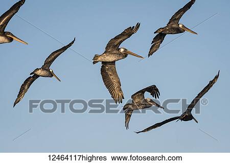 Brown Pelicans (Pelecanus occidentalis) fly across the blue sky; Ilwaco, Washington, United States of America View Large Photo Image Stock Photograph - Brown Pelicans (Pelecanus occidentalis) fly across the blue sky; Ilwaco, Washington, United States of America. Fotosearch