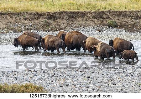 Stock Photograph - Buffalo crossing the river, Yellowstone National Park, Wyoming, United States of America. Fotosearch