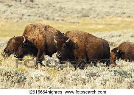Buffalo in Yellowstone National Park; Wyoming, United States of America View Large Photo Image Stock Photograph - Buffalo in Yellowstone National Park; Wyoming, United States of America. Fotosearch