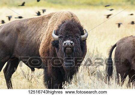 Stock Photograph - Buffalo in Yellowstone National Park; Wyoming, United States of America. Fotosearch