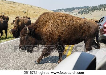 Stock Photograph - Buffalo walking on the road, Yellowstone National Park; Wyoming, United States of America. Fotosearch
