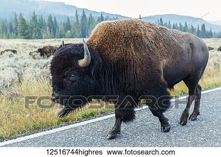 Stock Photograph - Buffalo walking on the road, Yellowstone National Park; Wyoming, United States of America. Fotosearch