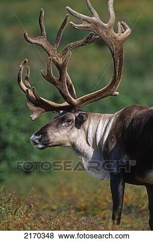 Bull Caribou Denali National Park Interior Alaska Fall Portrait View Large Photo Image Stock Photo - Bull Caribou Denali National Park Interior Alaska Fall Portrait. Fotosearch