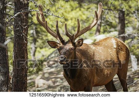 Bull Elk (Cervus canadensis) in the Rocky Mountains, Rocky Mountain National Park; Colorado, United States of America View Large Photo Image Stock Photograph - Bull Elk (Cervus canadensis) in the Rocky Mountains, Rocky Mountain National Park; Colorado, United States of America. Fotosearch