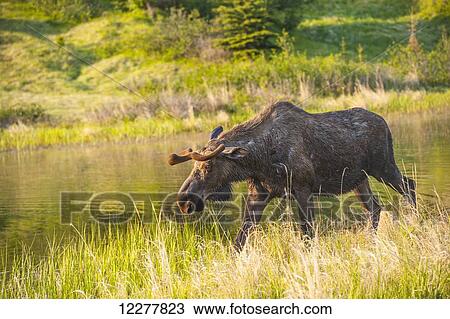 Bull moose forages for food alongside a pond off the Coastal Trail in Kincaid Park, Anchorage, Southcentral Alaska. View Large Photo Image Stock Image - Bull moose forages for food alongside a pond off the Coastal Trail in Kincaid Park, Anchorage, Southcentral Alaska.. Fotosearch