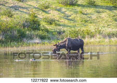Bull moose forages for food in a pond off the Coastal Trail in Kincaid Park, Anchorage, Southcentral Alaska. View Large Photo Image Stock Image - Bull moose forages for food in a pond off the Coastal Trail in Kincaid Park, Anchorage, Southcentral Alaska.. Fotosearch