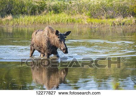 Bull moose forages for food in a pond off the Coastal Trail in Kincaid Park, Anchorage, Southcentral Alaska. View Large Photo Image Stock Photo - Bull moose forages for food in a pond off the Coastal Trail in Kincaid Park, Anchorage, Southcentral Alaska.. Fotosearch