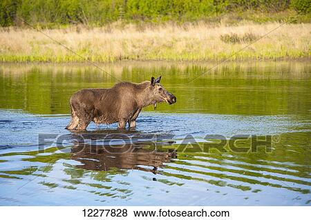 Bull moose forages for food in a pond off the Coastal Trail in Kincaid Park, Anchorage, Southcentral Alaska. View Large Photo Image Stock Photo - Bull moose forages for food in a pond off the Coastal Trail in Kincaid Park, Anchorage, Southcentral Alaska.. Fotosearch