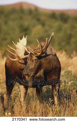 Bull Moose Grazing On Hillside Chugach State Park Southcentral Alaska Autumn View Large Photo Image Stock Image - Bull Moose Grazing On Hillside Chugach State Park Southcentral Alaska Autumn. Fotosearch
