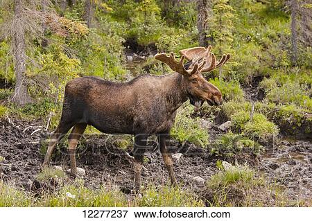 Bull Moose with antlers in velvet, Muncho Lake Provincial Park, British Columbia, Canada, Summer View Large Photo Image Stock Photo - Bull Moose with antlers in velvet, Muncho Lake Provincial Park, British Columbia, Canada, Summer. Fotosearch