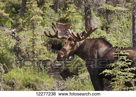 Bull Moose with antlers in velvet, Muncho Lake Provincial Park, British Columbia, Canada, Summer View Large Photo Image Stock Photo - Bull Moose with antlers in velvet, Muncho Lake Provincial Park, British Columbia, Canada, Summer. Fotosearch