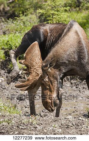 Bull Moose with antlers in velvet scratches, Muncho Lake Provincial Park, British Columbia, Canada, Summer View Large Photo Image Stock Photo - Bull Moose with antlers in velvet scratches, Muncho Lake Provincial Park, British Columbia, Canada, Summer. Fotosearch