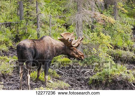 Bull Moose with antlers in velvet, Muncho Lake Provincial Park, British Columbia, Canada, Summer View Large Photo Image Stock Photograph - Bull Moose with antlers in velvet, Muncho Lake Provincial Park, British Columbia, Canada, Summer. Fotosearch