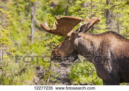 Stock Photography - Bull Moose with antlers in velvet, Muncho Lake Provincial Park, British Columbia, Canada, Summer. Fotosearch