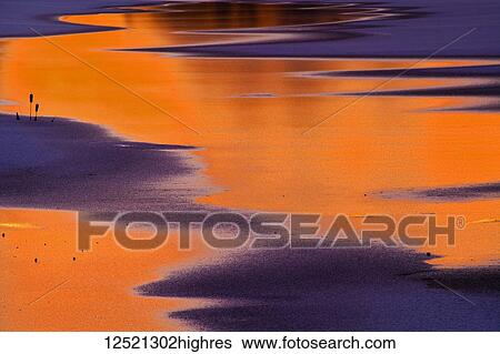 Stock Photograph - Bulrushes on a winter pond at twilight; Bedford, Nova Scotia, Canada. Fotosearch
