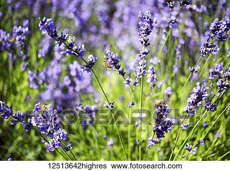 Busy bees gathering nectar on lavender plants in a lavender field; Vancouver, British Columbia, Canada View Large Photo Image Stock Photograph - Busy bees gathering nectar on lavender plants in a lavender field; Vancouver, British Columbia, Canada. Fotosearch