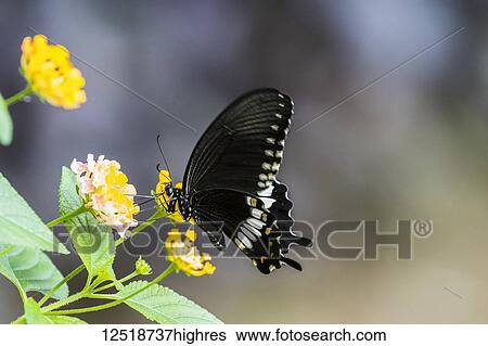 Butterfly resting on the yellow flowers of a plant, Kuang Si Falls; Luang Prabang, Laos View Large Photo Image Stock Photograph - Butterfly resting on the yellow flowers of a plant, Kuang Si Falls; Luang Prabang, Laos. Fotosearch