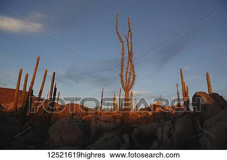 Stock Photograph - Cactus plants illuminated at sunset; Catavina, Baja California, Mexico. Fotosearch