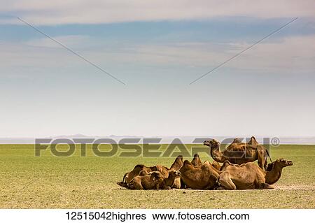 Camels on the Gobi Desert; Ulaanbaatar, Ulaanbattar, Mongolia View Large Photo Image Stock Photograph - Camels on the Gobi Desert; Ulaanbaatar, Ulaanbattar, Mongolia. Fotosearch
