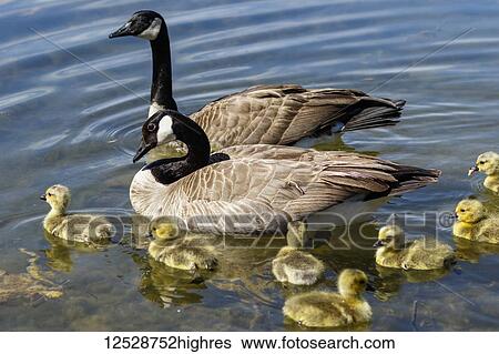 Canada geese (Branta canadensis) and goslings swimming in the lake at Greenhorn Park; Yreka, California, United States of America View Large Photo Image Stock Photograph - Canada geese (Branta canadensis) and goslings swimming in the lake at Greenhorn Park; Yreka, California, United States of America. Fotosearch