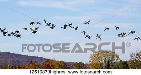 Stock Photograph - Canada geese (Branta canadensis) in flight in a blue sky with cloud and autumn coloured foliage on the hills below; Fulford, Quebec, Canada. Fotosearch