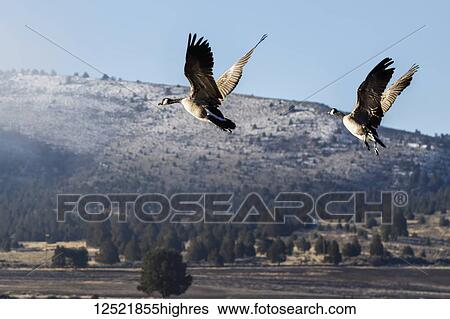 Canada geese (Branta canadensis) taking off at Stevenson Park in winter; Olene, Oregon, United States of America View Large Photo Image Stock Photograph - Canada geese (Branta canadensis) taking off at Stevenson Park in winter; Olene, Oregon, United States of America. Fotosearch