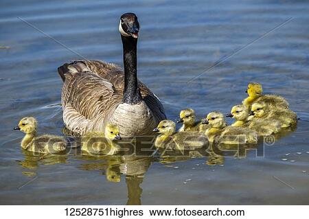 Stock Photograph - Canada Goose (Branta canadensis) and goslings swimming in the lake at Greenhorn Park; Yreka, California, United States of America. Fotosearch