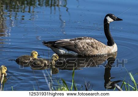 Canada Goose (Branta canadensis) and goslings in a pond; Ridgefield, Washington, United States of America View Large Photo Image Stock Photograph - Canada Goose (Branta canadensis) and goslings in a pond; Ridgefield, Washington, United States of America. Fotosearch