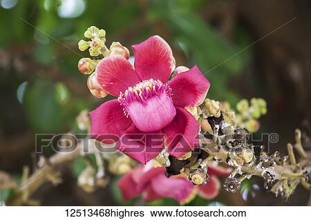 Stock Photograph - Cannonball tree (Couroupita guianensis) flower; Battambang, Cambodia. Fotosearch